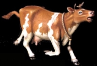 DO__35A01_135_Scared Cow .jpg